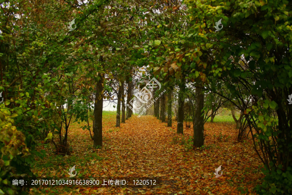 公園里的小路