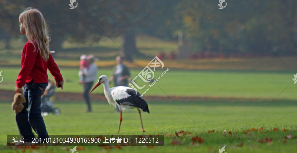 孩子與white,Stork（Ciconia,ciconia）
