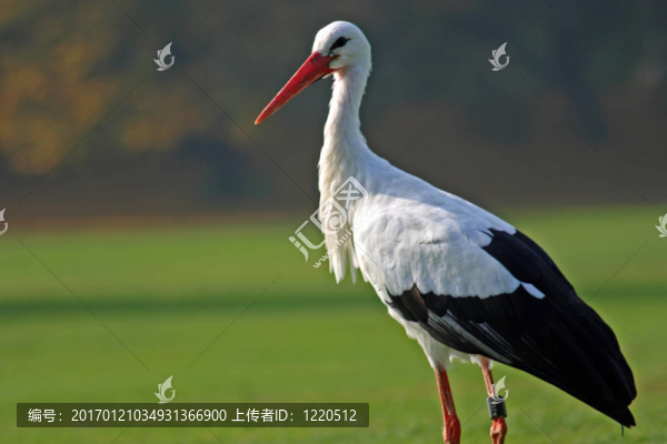 White,Stork（Ciconia,ciconia）