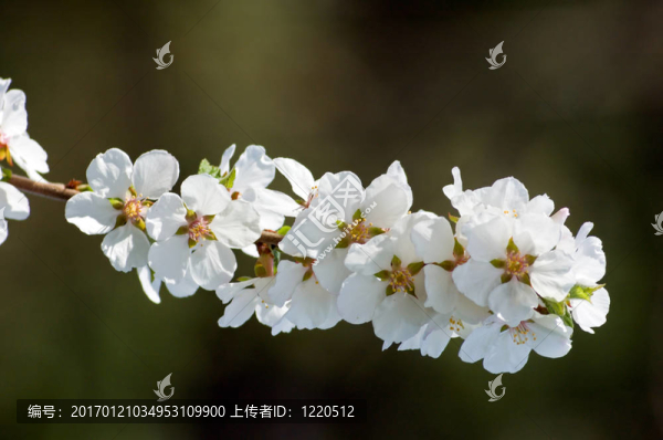 海棠