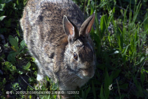兔-匯圖網(wǎng) www.fosd68.com 兔