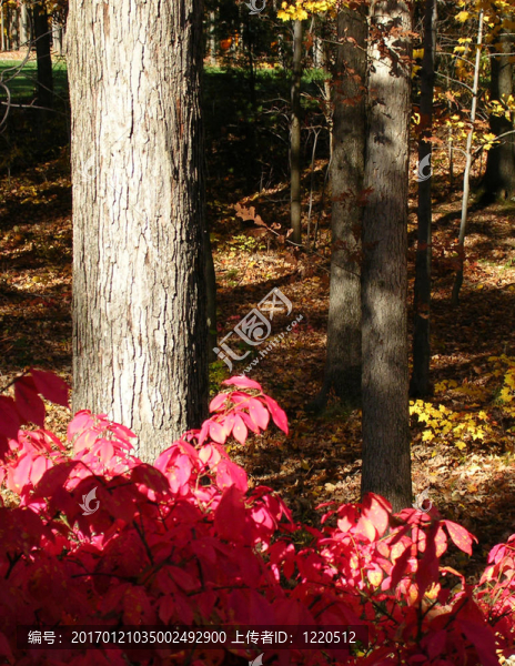 景觀-匯圖網(wǎng) www.fosd68.com 景觀