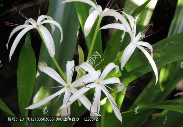 花-匯圖網(wǎng) www.fosd68.com 花