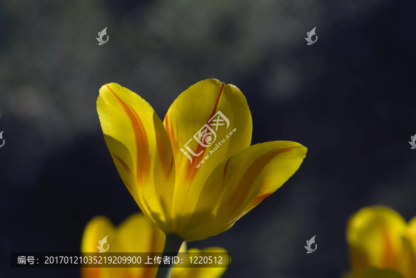 郁金香