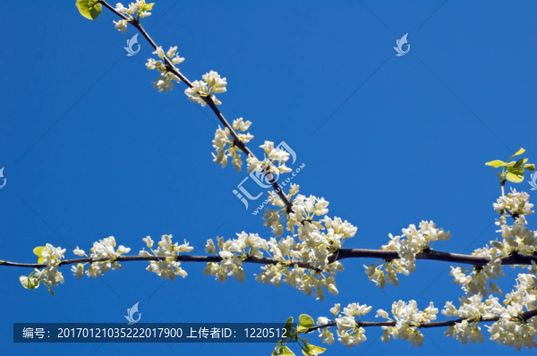 海棠