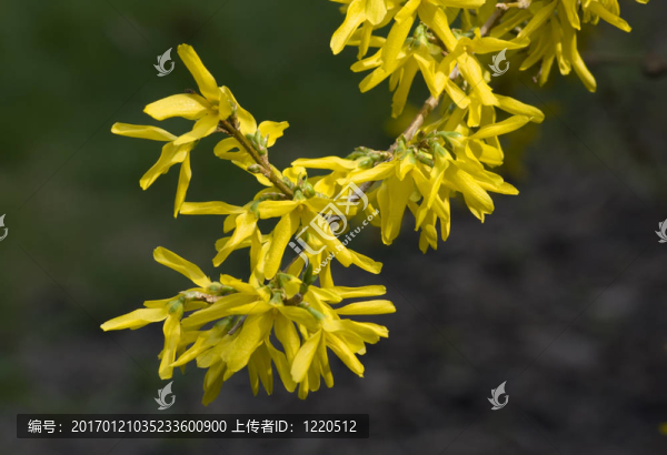 連翹