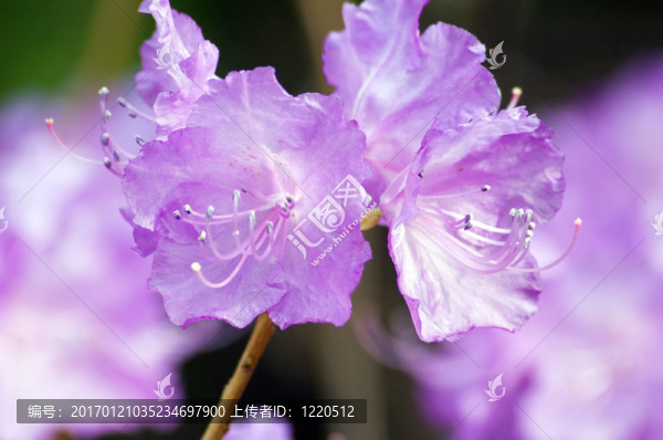 杜鵑