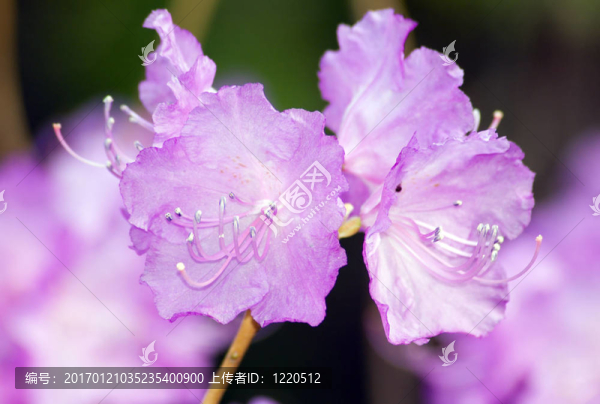 杜鵑