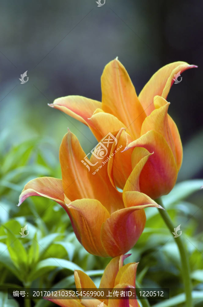 郁金香-匯圖網(wǎng) www.fosd68.com 郁金香