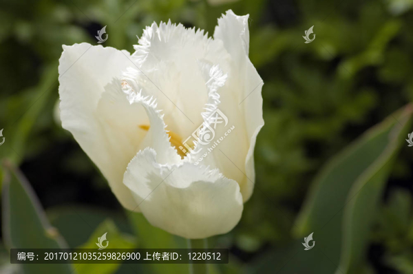 白郁金香