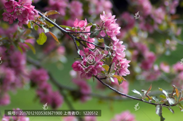 蘋果花
