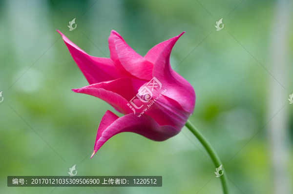 郁金香