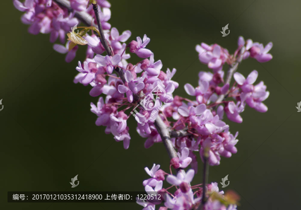 蘋果花