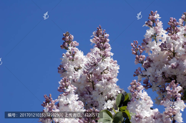 丁香花