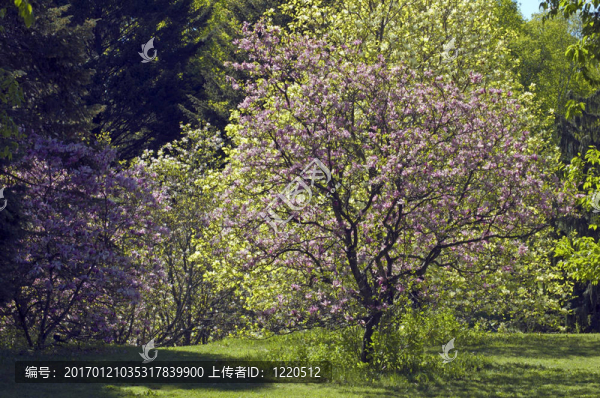 玉蘭樹