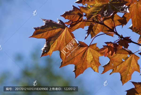 楓葉