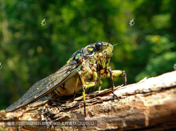 Cicada（焰bichamatus）5