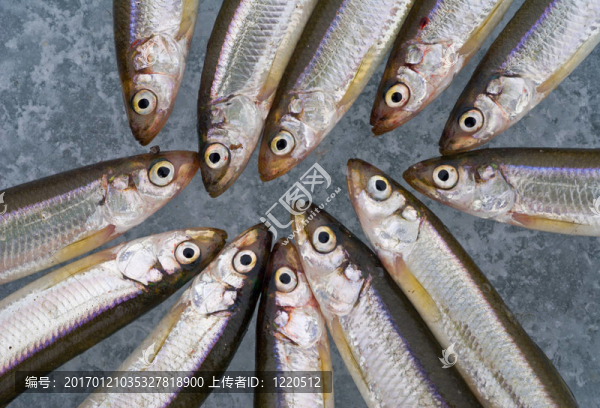 冰上的魚11