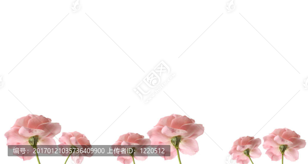 粉紅玫瑰緣