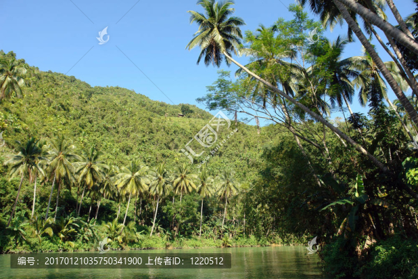 熱帶叢林河流