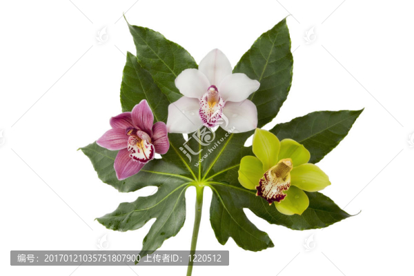 三蘭花