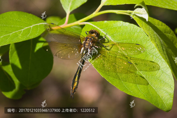 蜻蜓