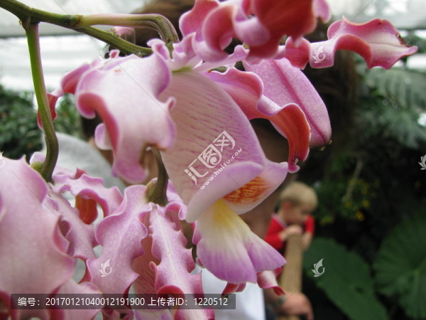 腐白Orchidee；紅