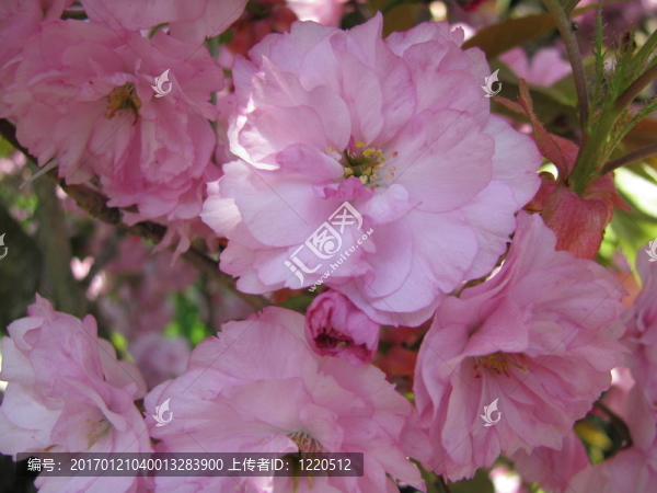 羅森在一個(gè)布施的DAT