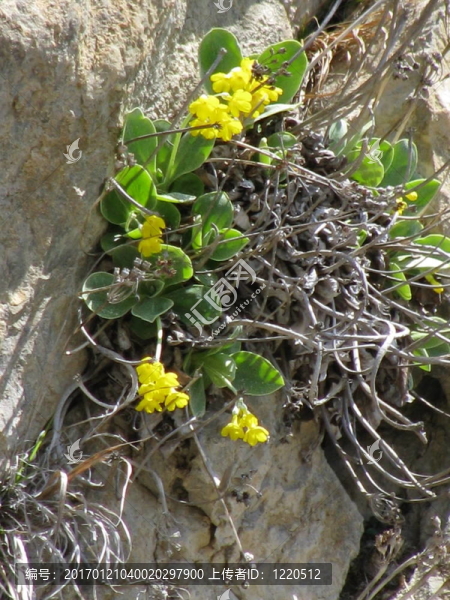一gelbe,schluesselblume