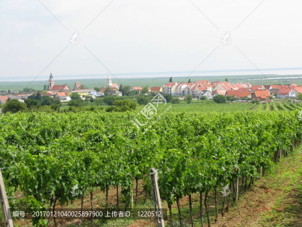 weinstoecke,oberhalb馮