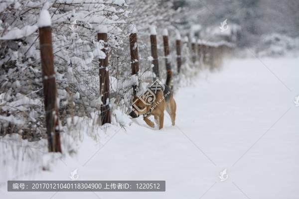 在雪中奔跑的狗