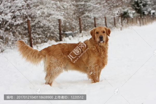 金毛獵犬站