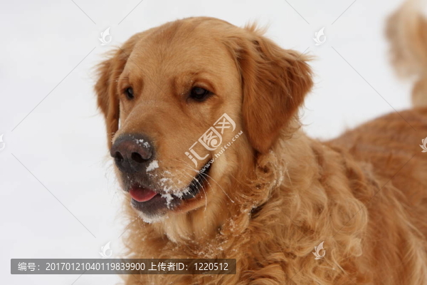 金毛獵犬的肖像