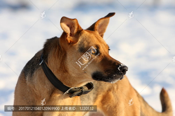 podenco牧羊犬在雪的畫像