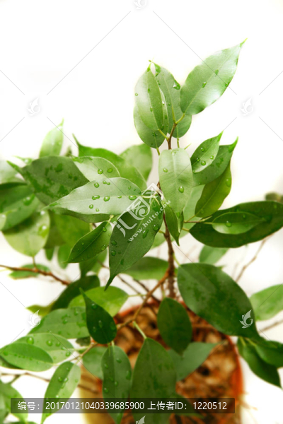綠色植物超白