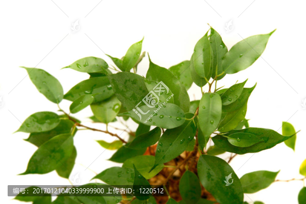 綠色植物超白