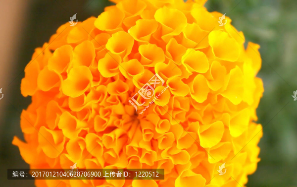 黃色的花
