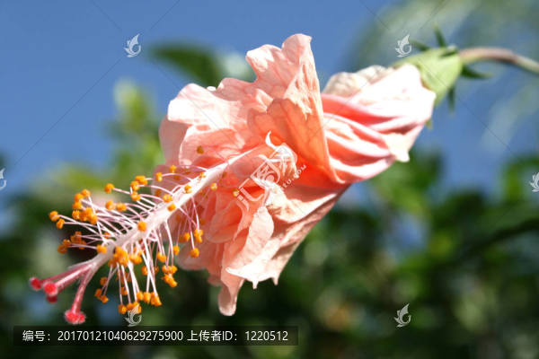 花-匯圖網(wǎng) www.fosd68.com 花