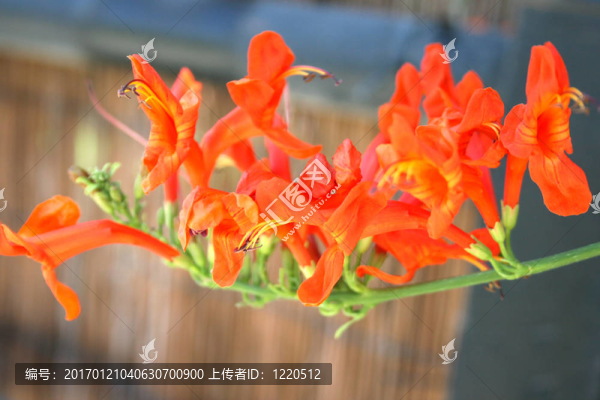 花