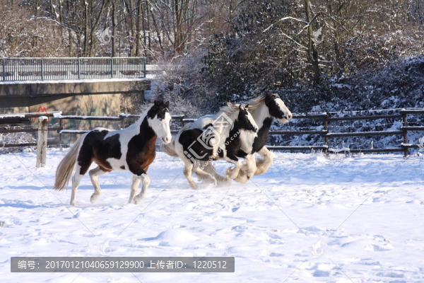 雪中的馬