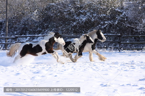 在雪中的舞馬