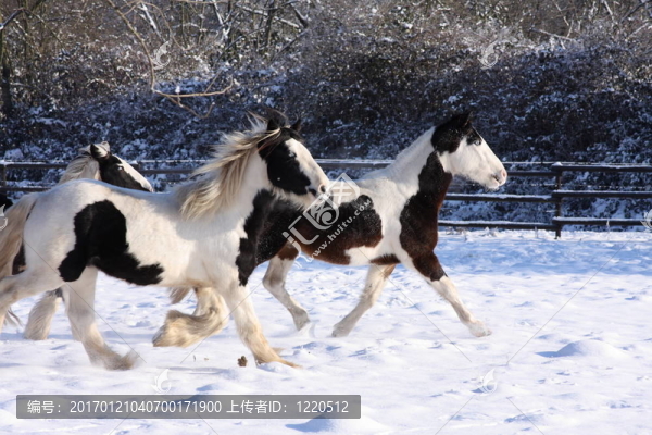 在雪中的舞馬