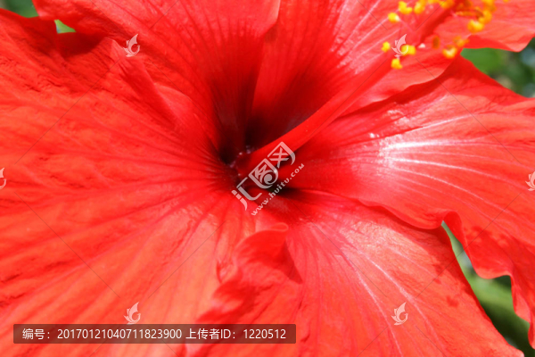 芙蓉花
