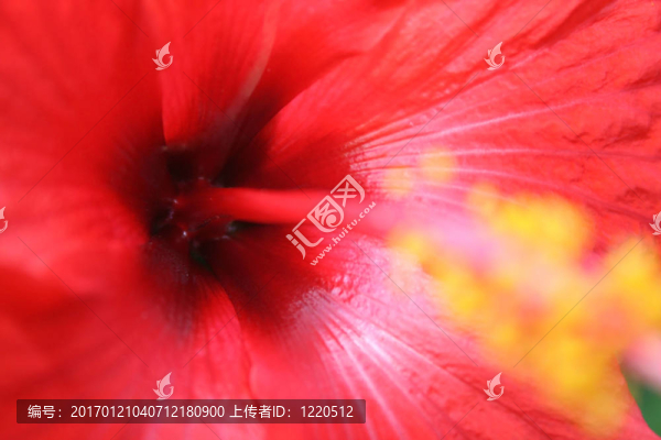 木槿花