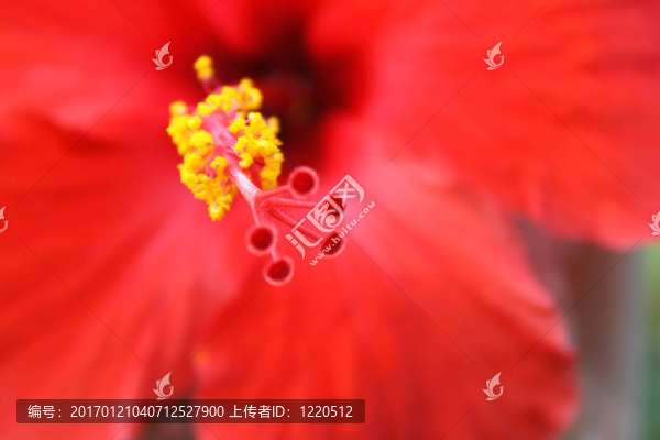 木槿花