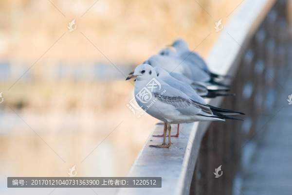 海鷗排隊(duì)
