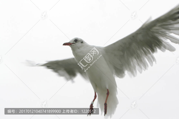 登陸海鷗
