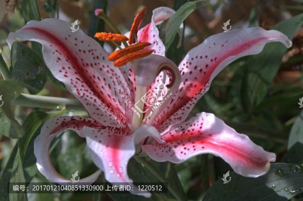莉莉