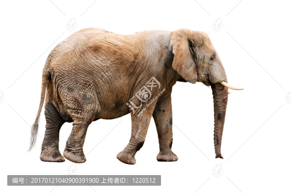 大象