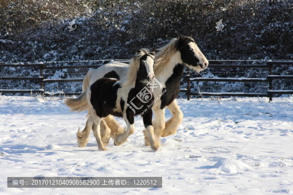 雪中的二棒